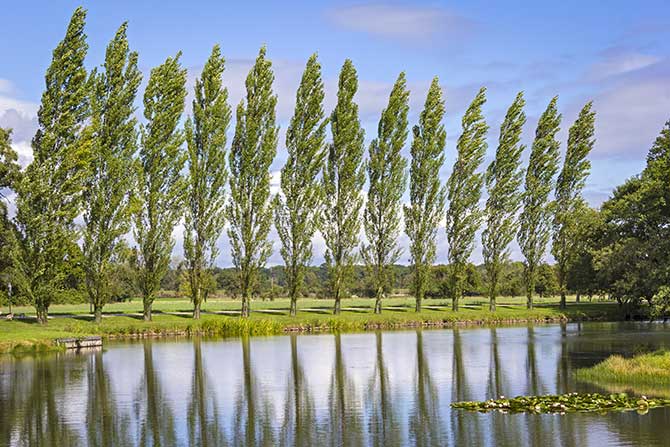 treescience